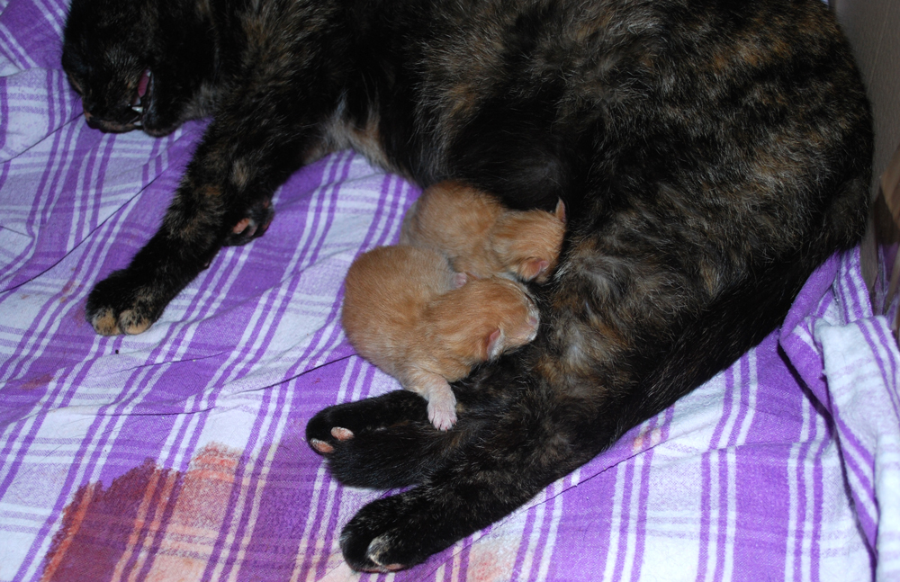 cats