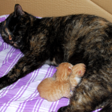 malin and her litter