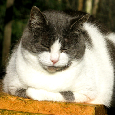 cat