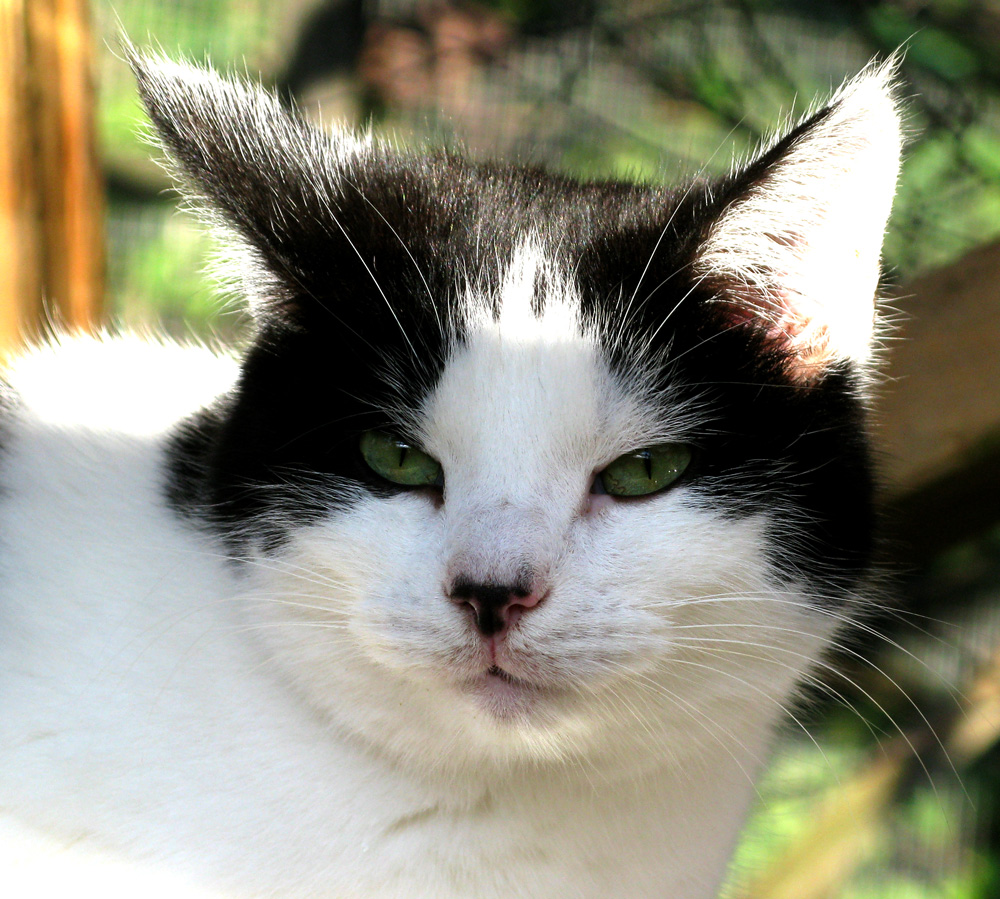 cat