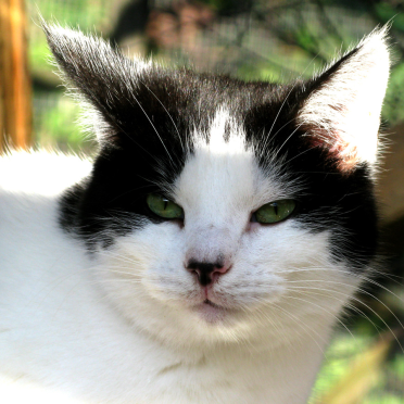 cat