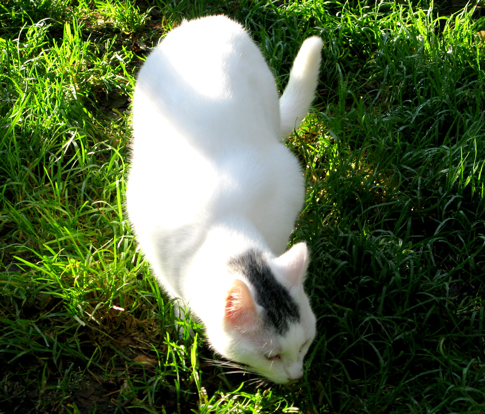 cat
