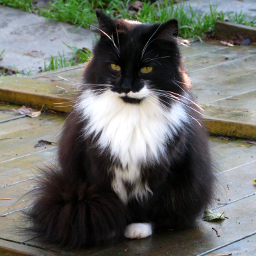 norwegian forest cat