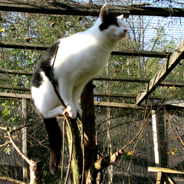 cat