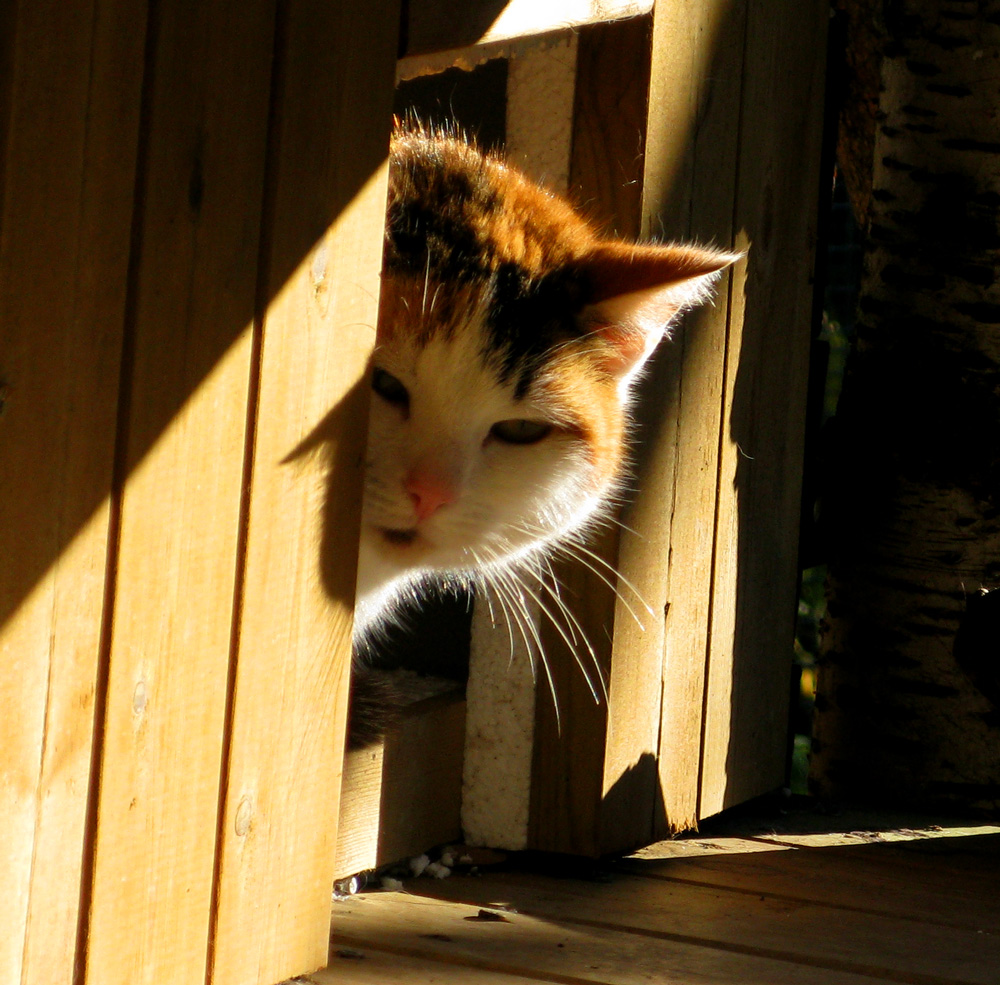 cat