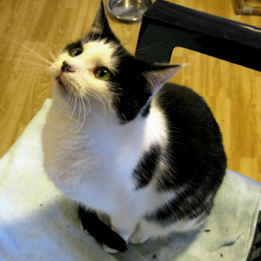 cat