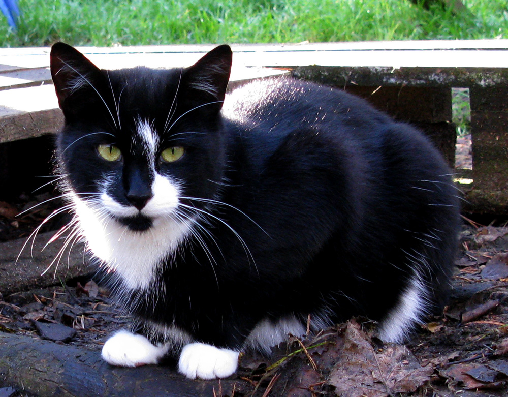 findus