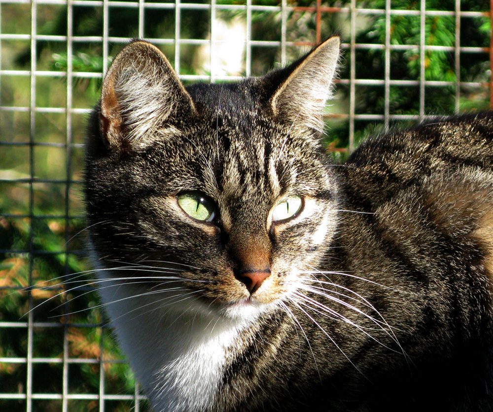 cat