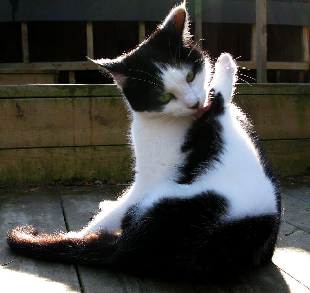 cat