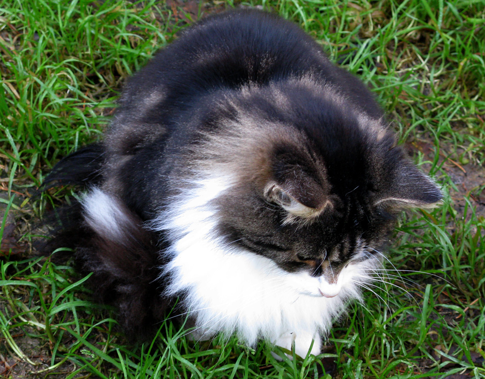 norwegian forest cat
