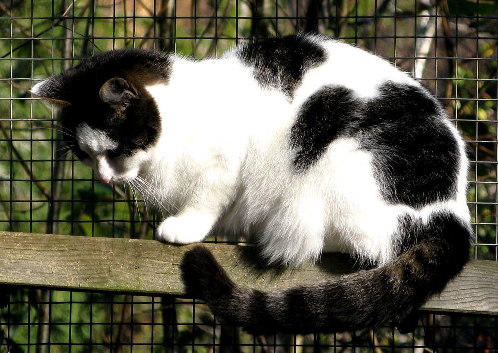 cat