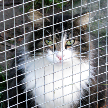 norwegian forest cat