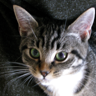 kitten