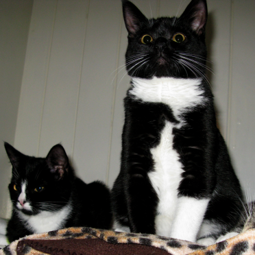 kittens