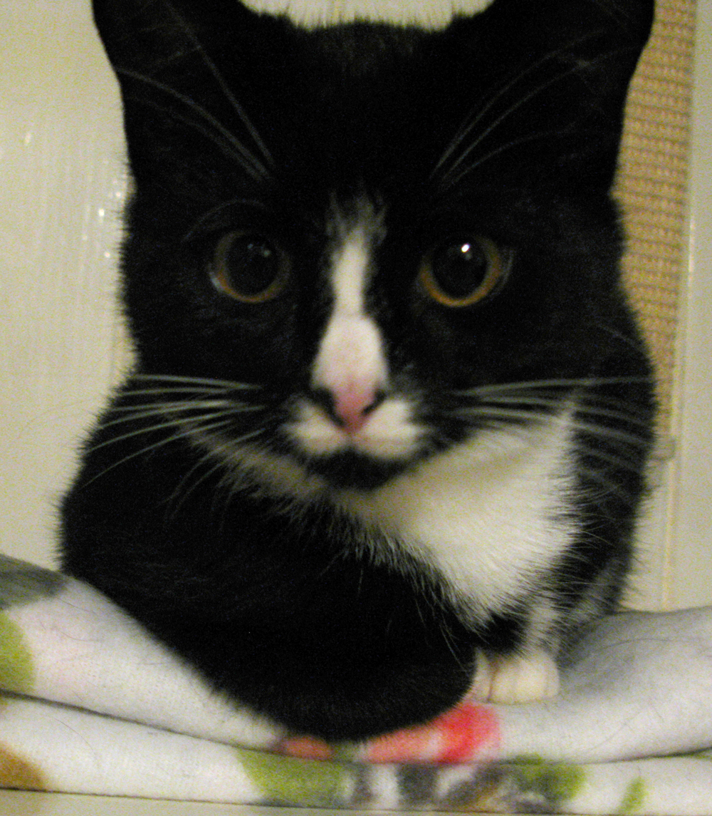 cat