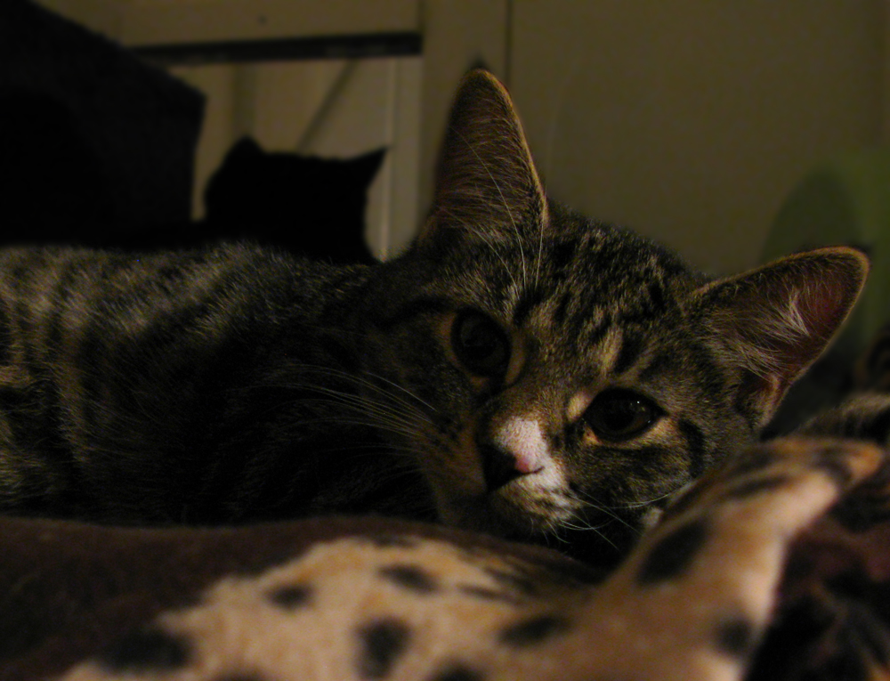 cat