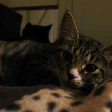 cat