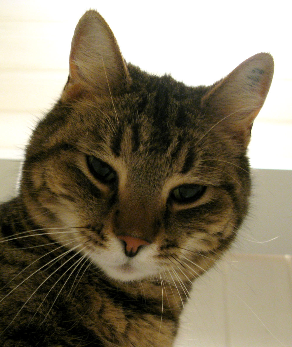 cat