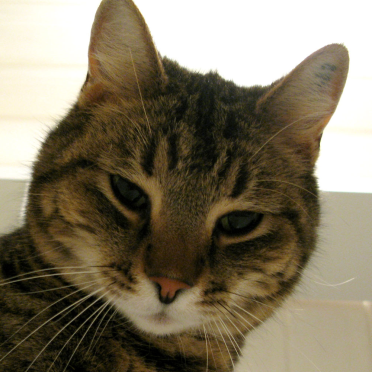 cat
