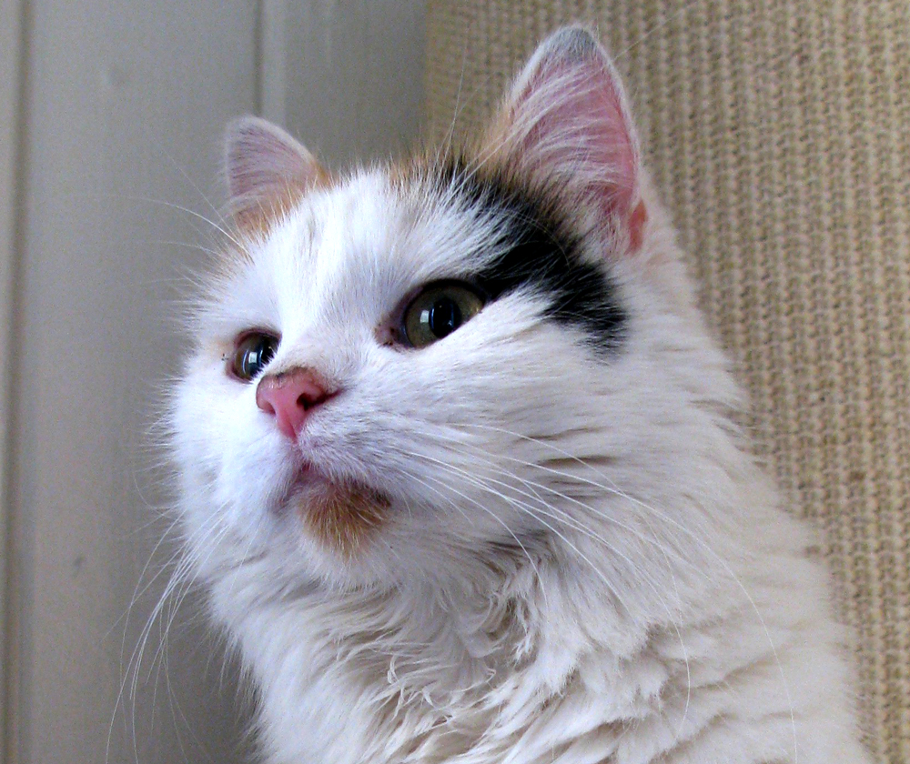 cat