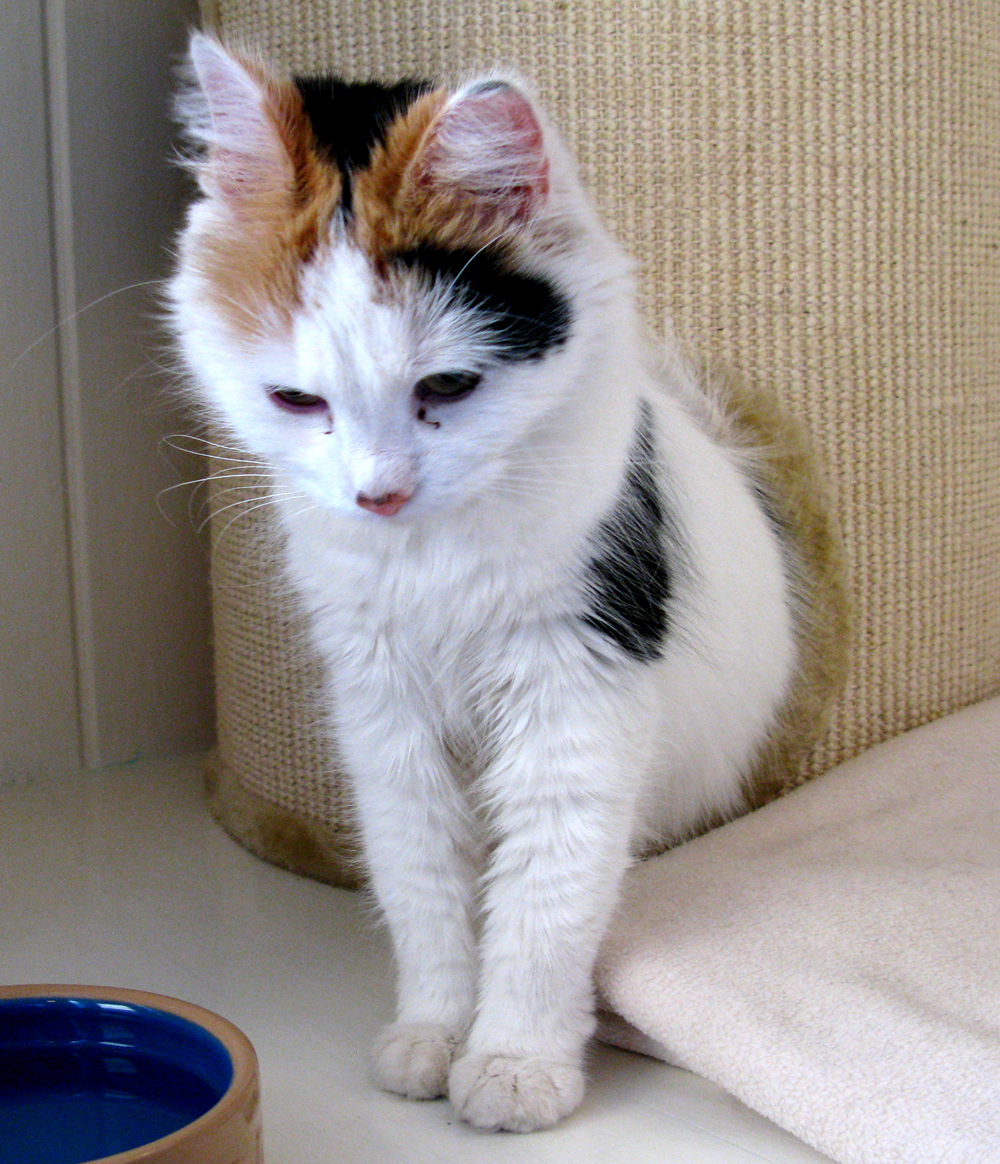 cat