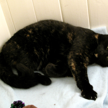 cat
