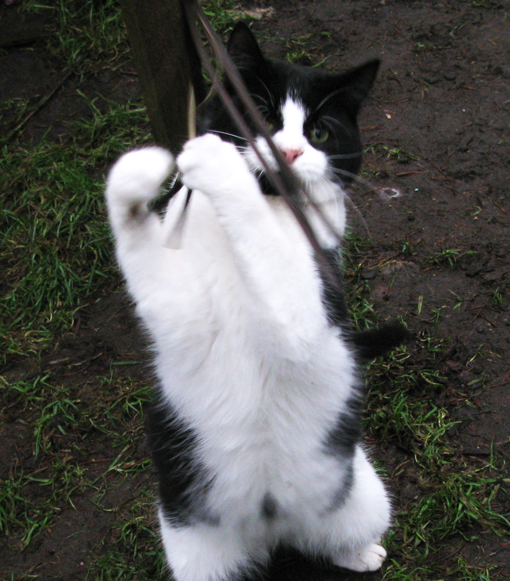 cat