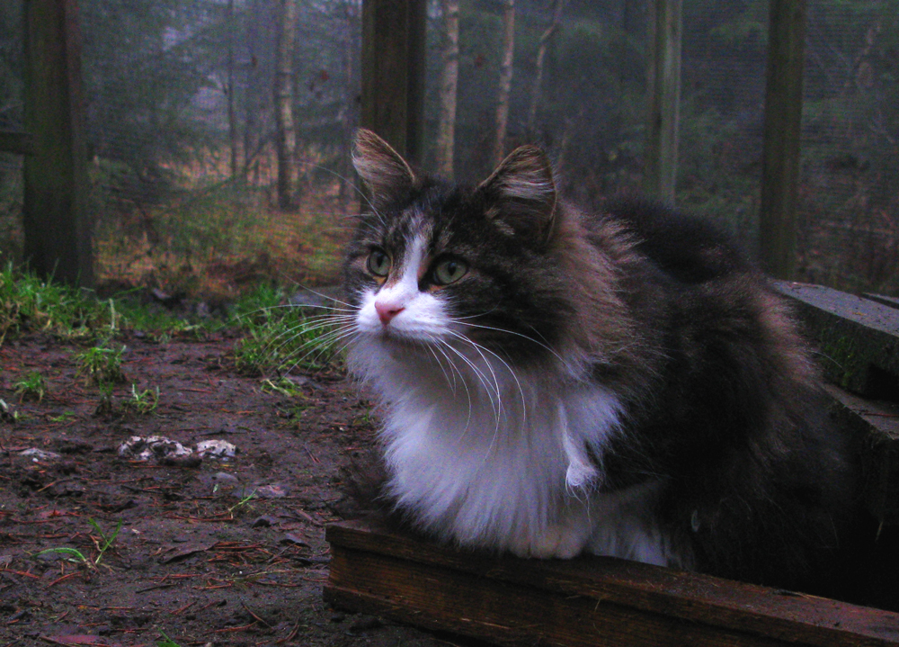 norwegian forest cat