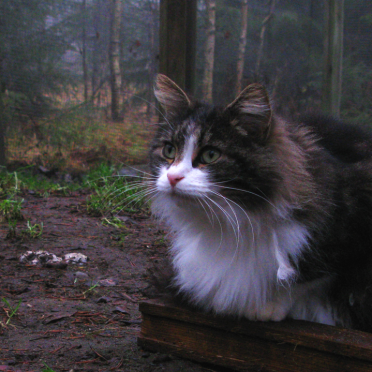 norwegian forest cat
