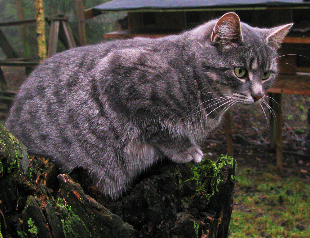 cat