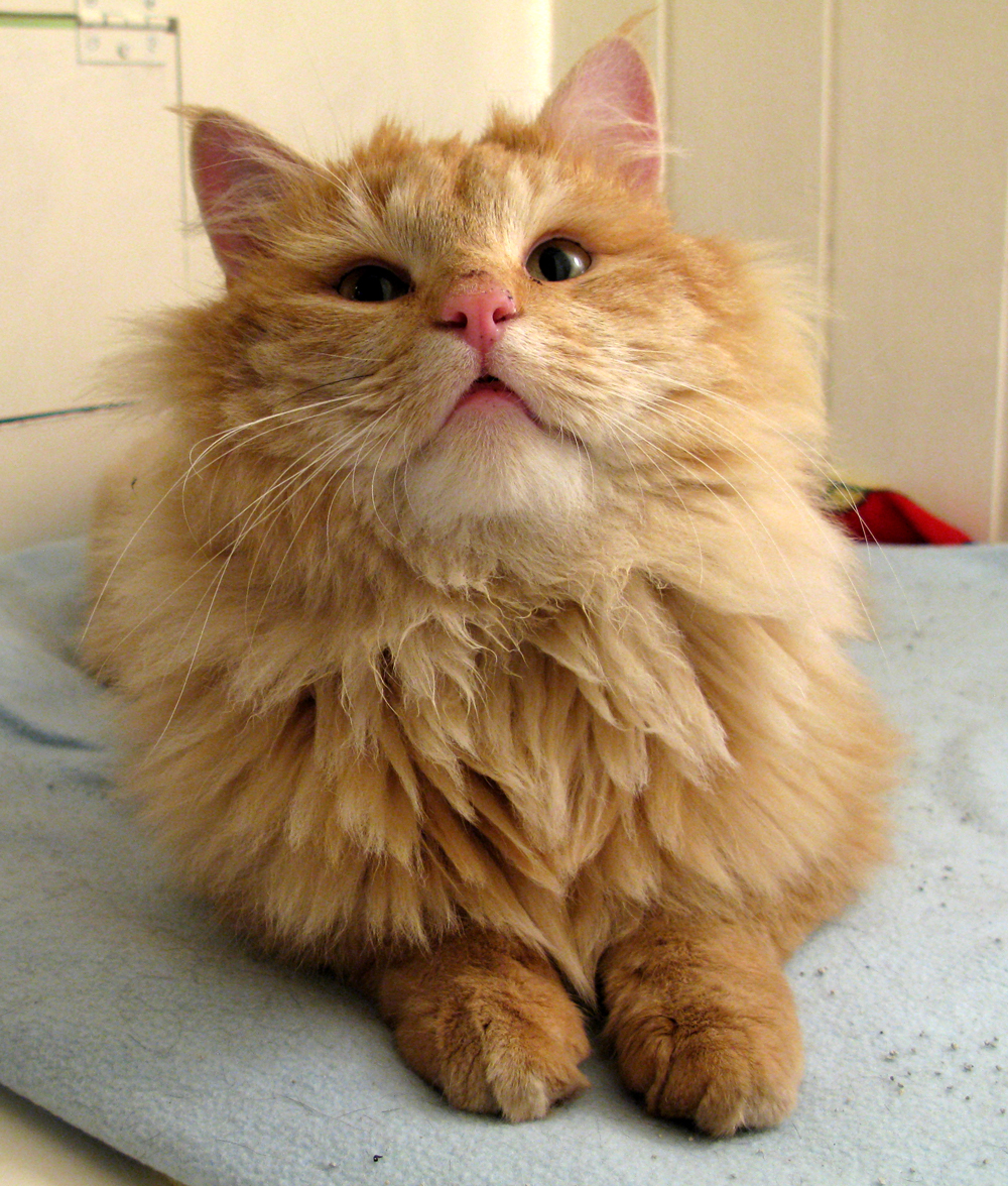 cat