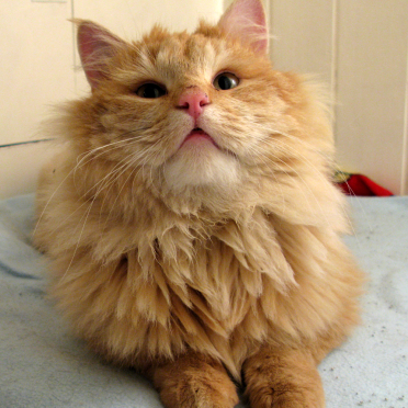 cat