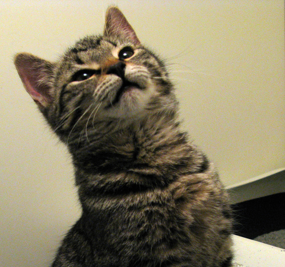 kitten
