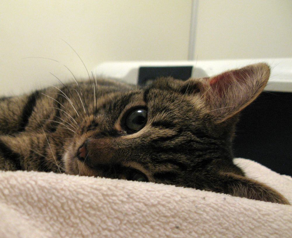 cat