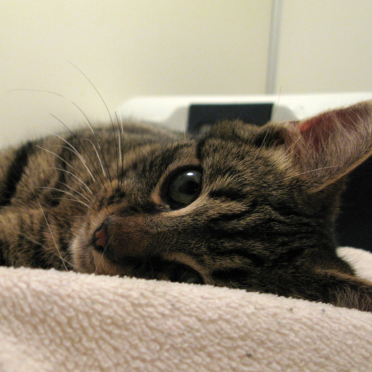 cat