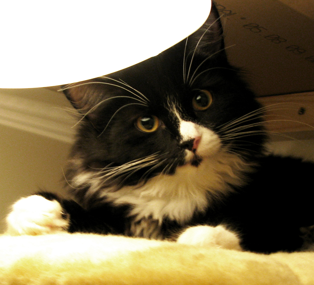 cat