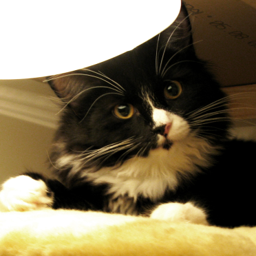 cat