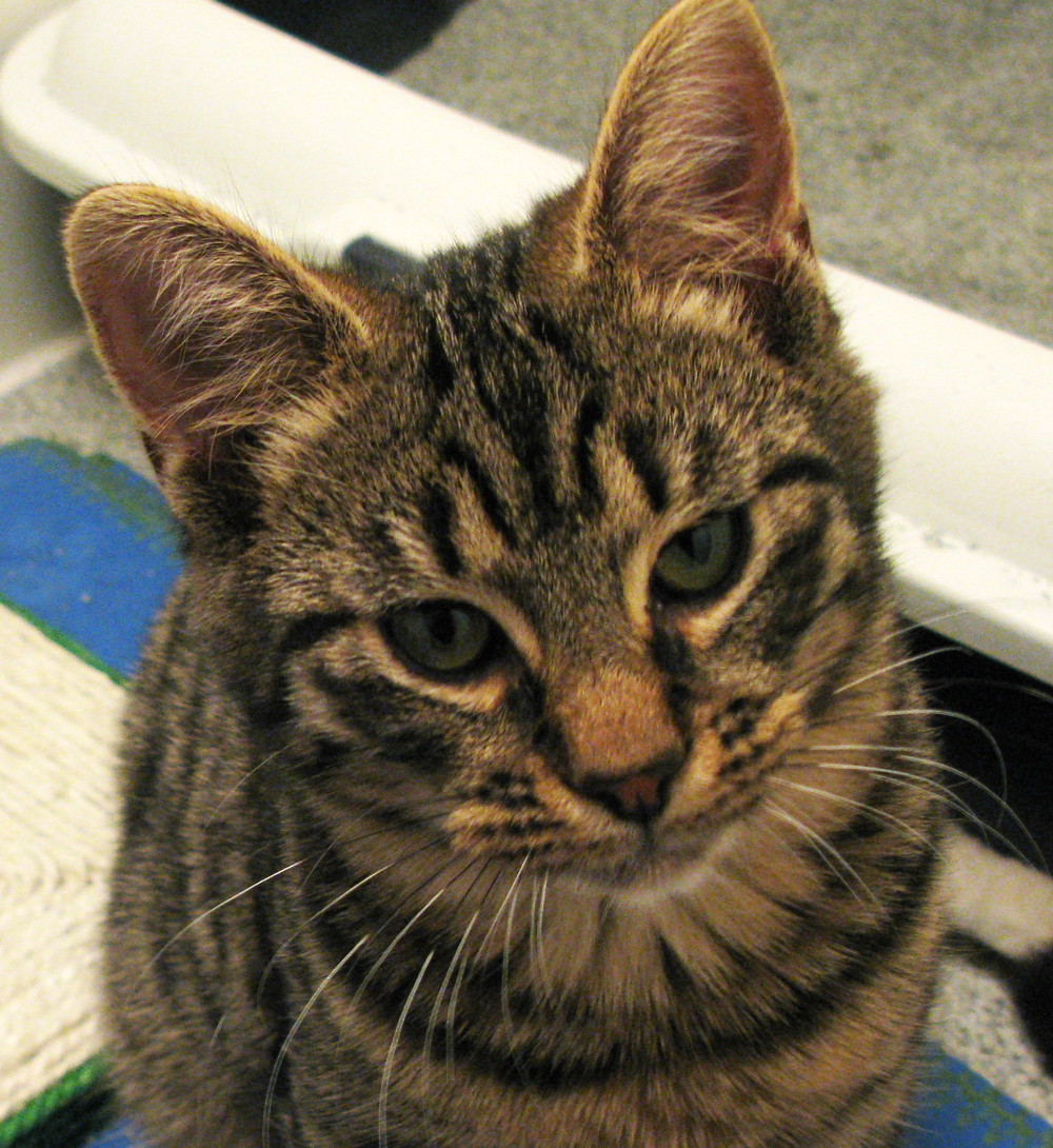 cat