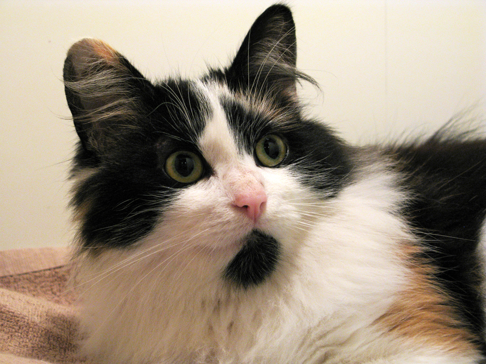 cat