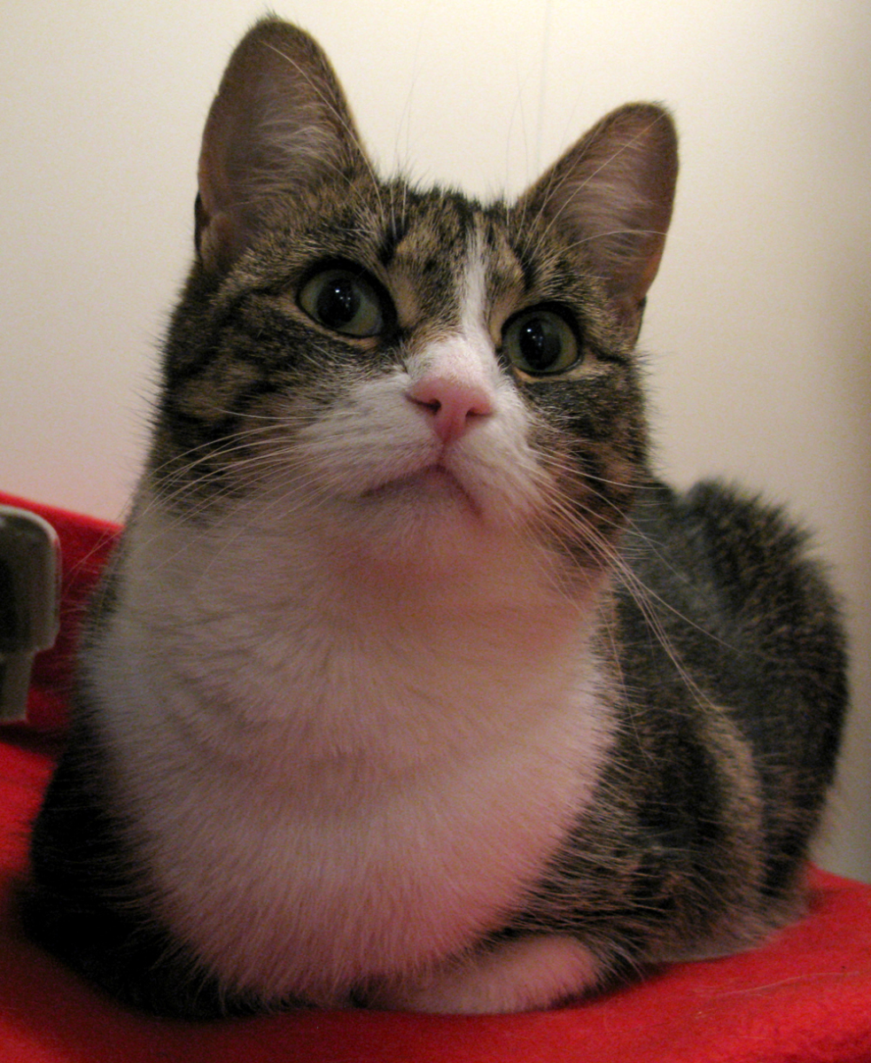 kitten
