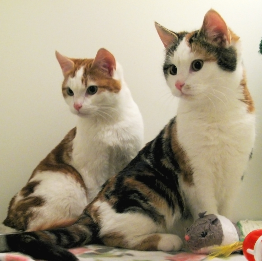 kittens