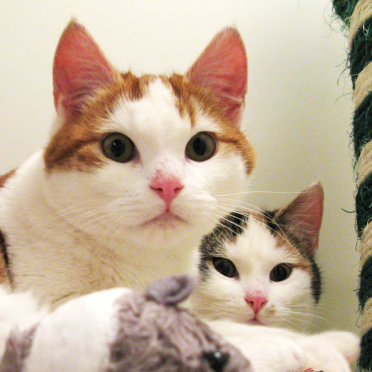 cats