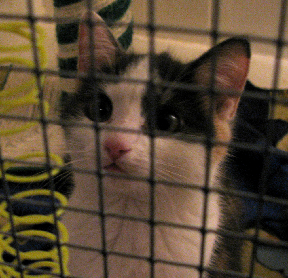 cat