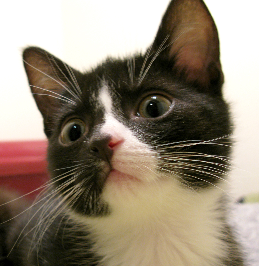 kitten