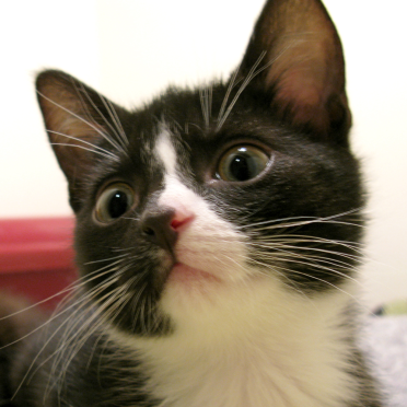 kitten