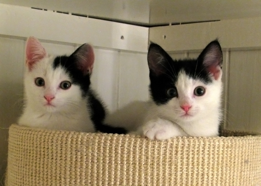 kittens