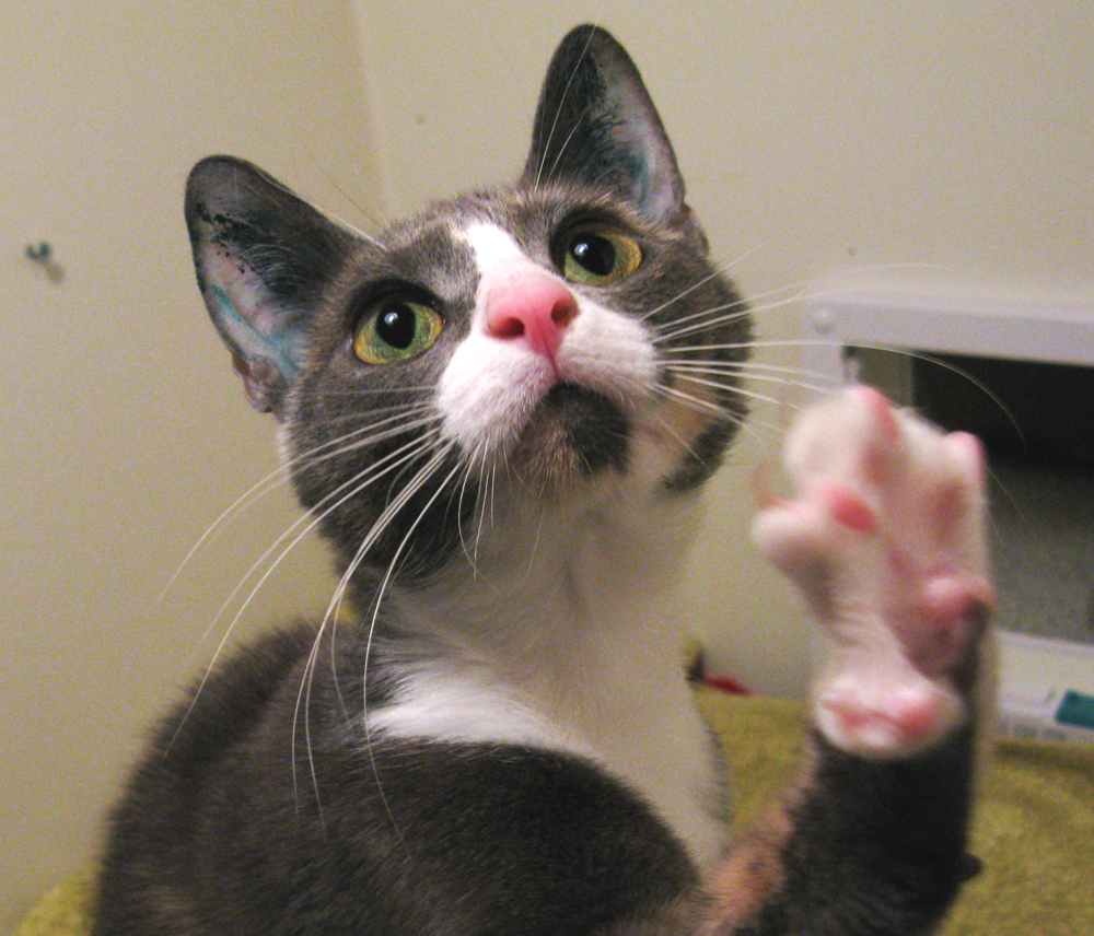 cat