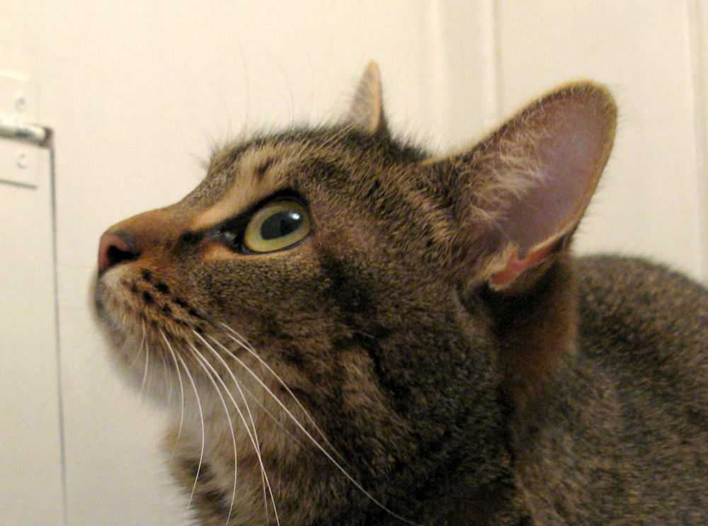 cat