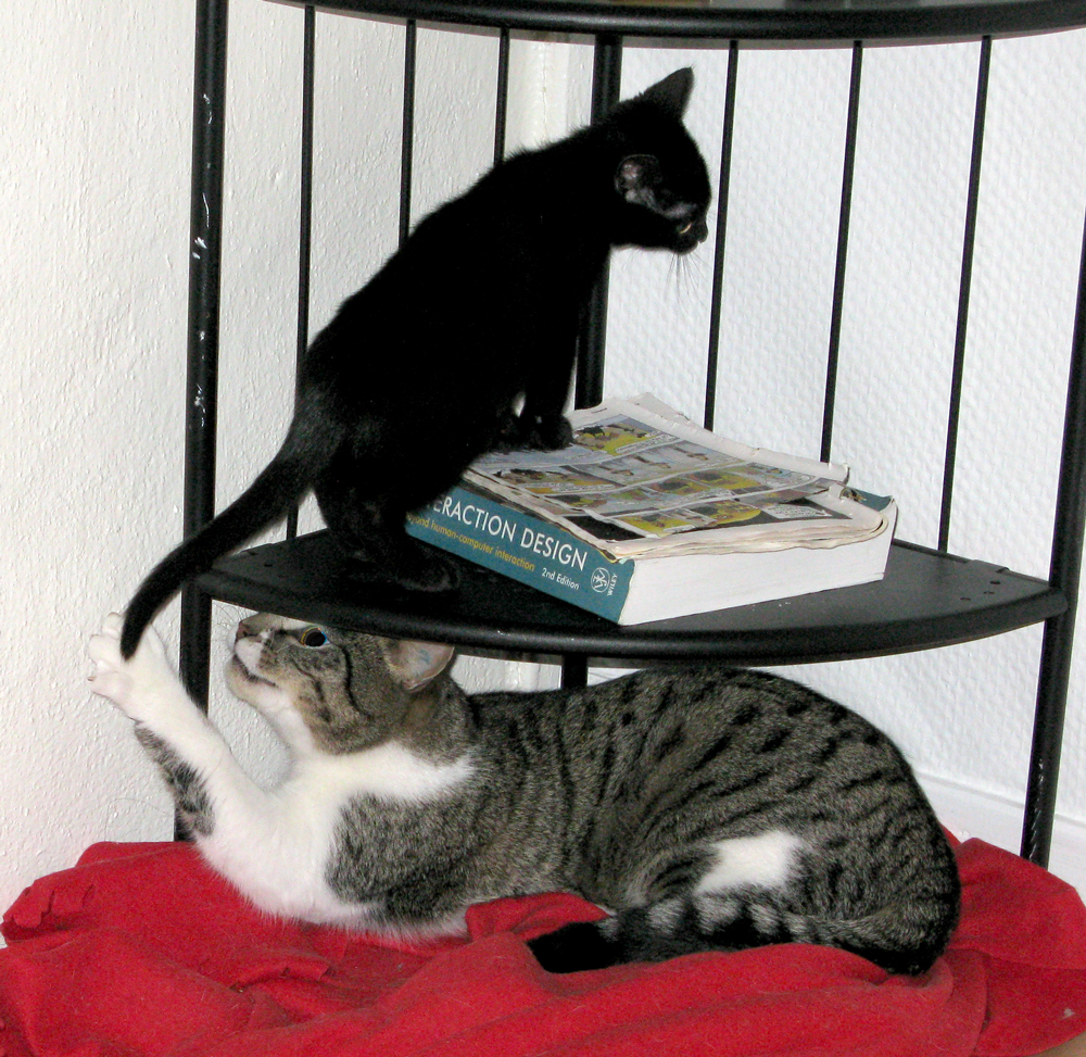 cats