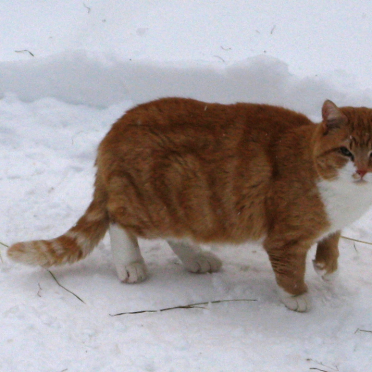 cat